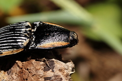 Chalcolepidius rugatus