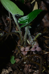Asarum caudigerum