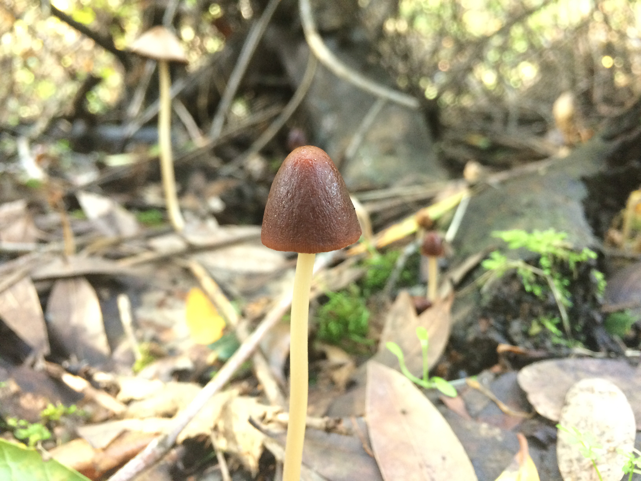 Psathyrella atrospora image