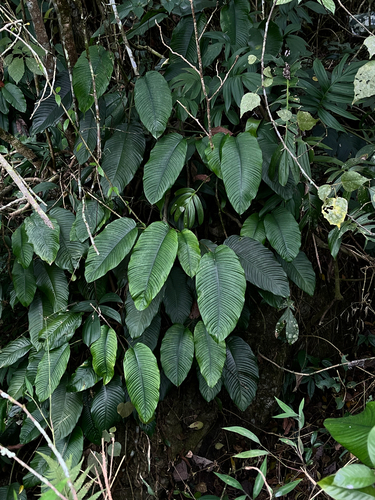 Rhaphidophora hookeri