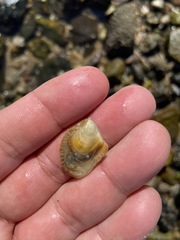 Pteriidae
