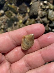 Pteriidae