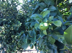 Citrus × latifolia