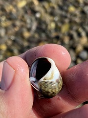 Notocochlis chemnitzii