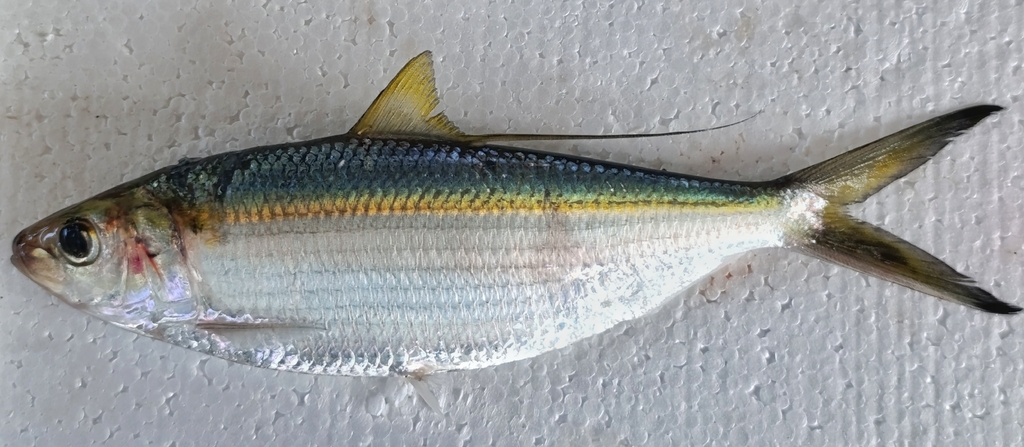 Middling Thread Herring