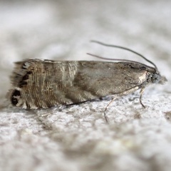 Sereda tautana