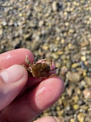 Hemigrapsus oregonensis