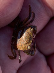 Hemigrapsus oregonensis