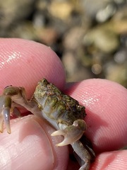 Hemigrapsus oregonensis