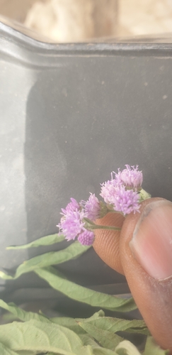 Ethulia conyzoides observed 2026-02-21