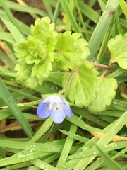 Veronica persica