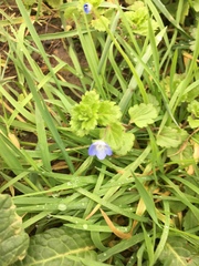 Veronica persica