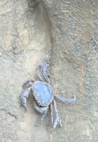 Algerian Freshwater Crab
