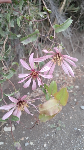 Mutisia spinosa, photograph 5