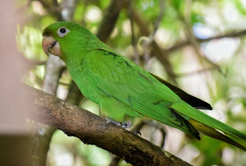 Socorro Parakeet (Psittacara brevipes), photo 2