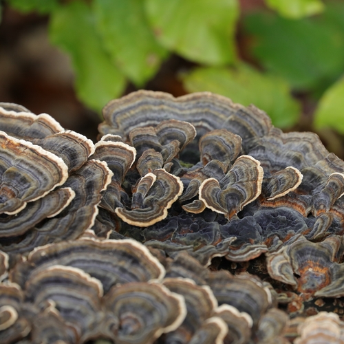 Schmetterlingstramete