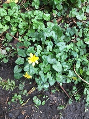 Ficaria verna