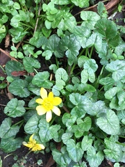 Ficaria verna