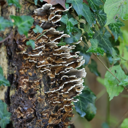 Angebrannter Rauchporling