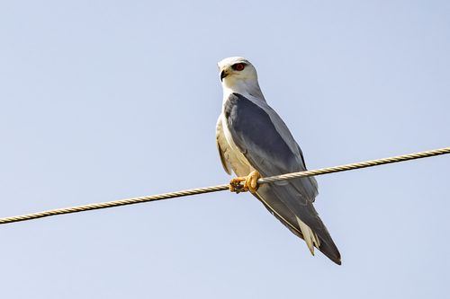 Black-winged Kite