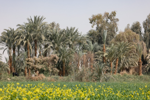 Date Palm
