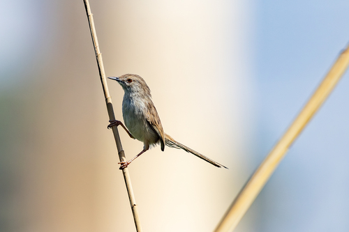 Graceful Prinia
