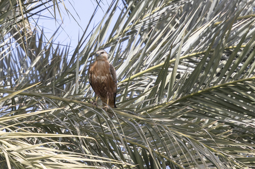 Long-legged Buzzard