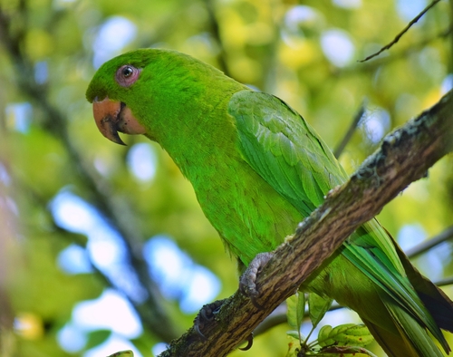 Socorro Parakeet (Psittacara brevipes), photo 9
