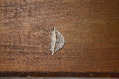 Metanema determinata