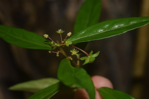 Leptopus australis