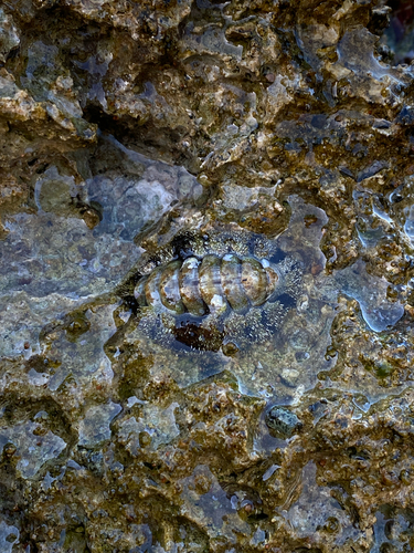 Acanthopleura vaillantii