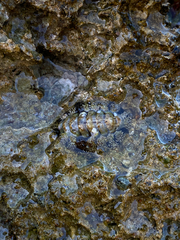 Acanthopleura vaillantii