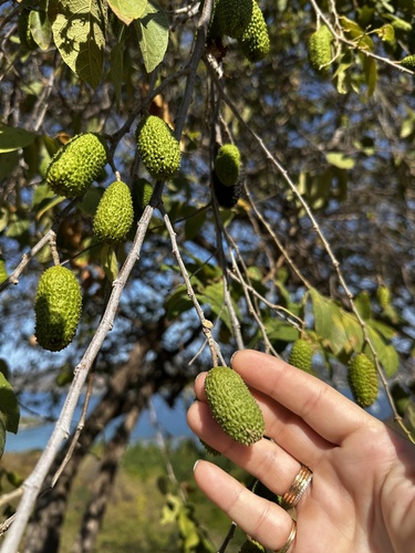 Guázima (Guazuma ulmifolia)