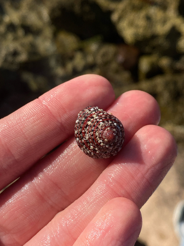 Clanculus pharaonius — seen at this dive site