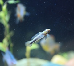 Wuyanling Goby photo 2
