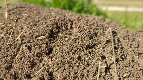 Red Imported Fire Ant