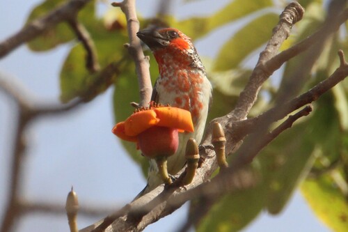 iNaturalist image