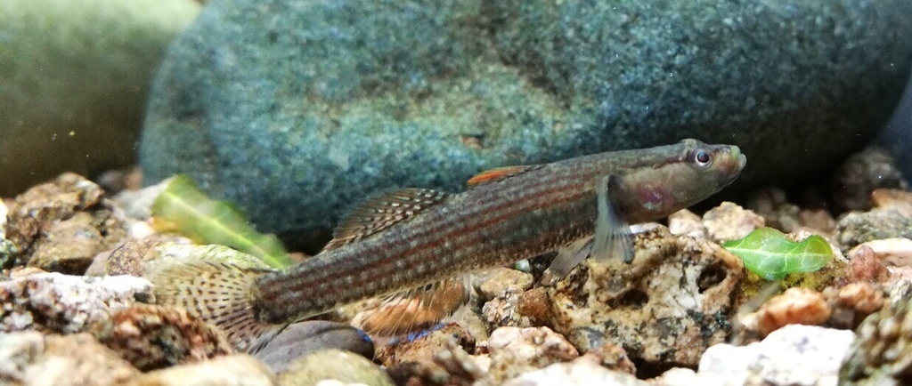 Wuyanling Goby