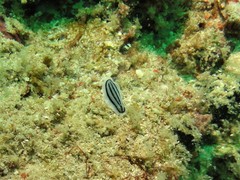 Phyllidiopsis xishaensis