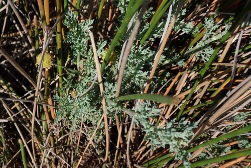 River Buttons (Cotula nigellifolia)