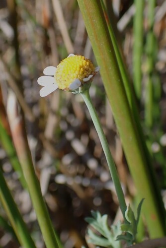 Cotula nigellifolia, photograph 2