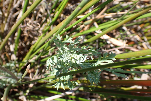 Cotula nigellifolia, photograph 3