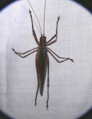 Schedocentrus