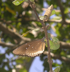 Euploea core godartii