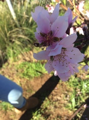 Prunus persica nucipersica