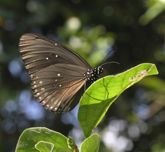 Euploea core godartii