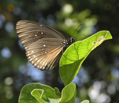 Euploea core godartii