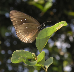 Euploea core godartii