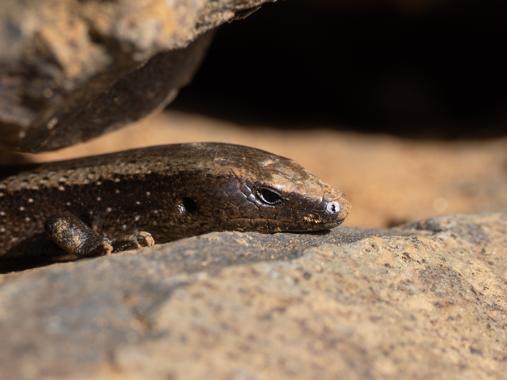 La Gomera Skink