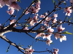 Prunus persica nucipersica